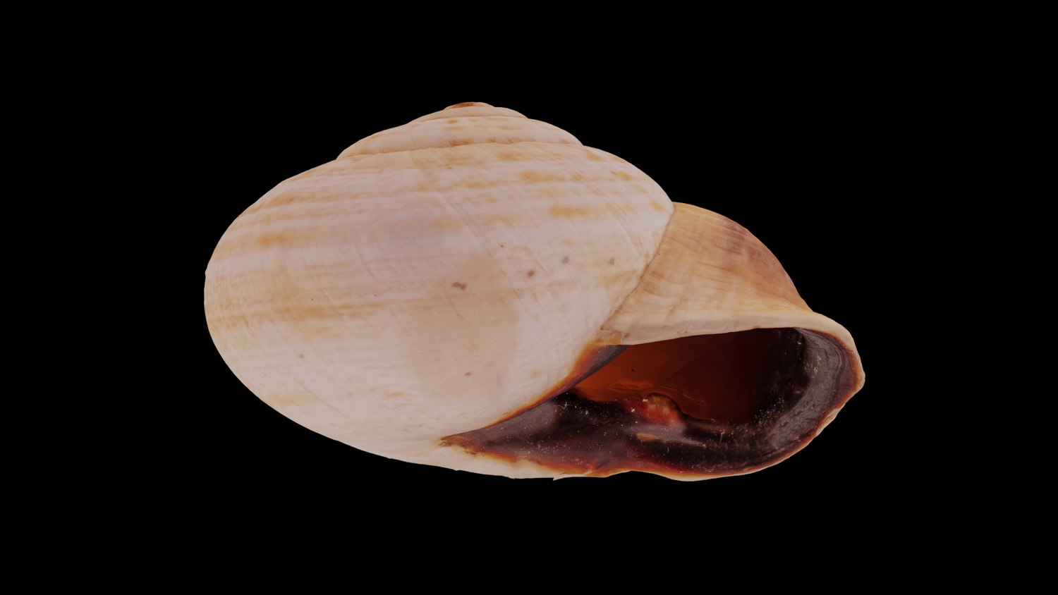 Otala sphaeromorpha